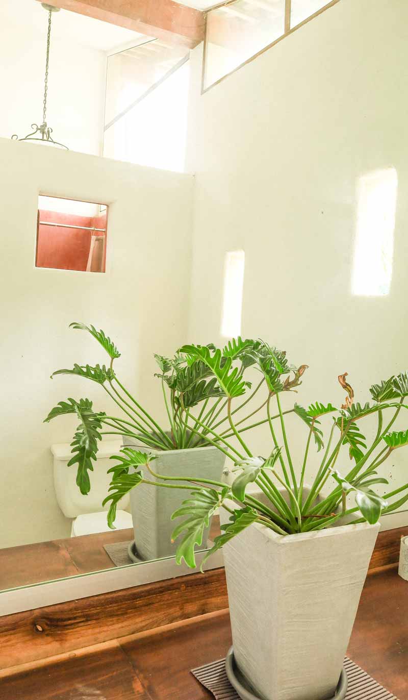 Una planta verde en maceta con hojas grandes reposa sobre una encimera de madera del baño, reflejada en un espejo. Al fondo se ve un inodoro con una pequeña ventana rectangular encima, que permite que la luz del sol ilumine la habitación.